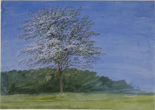 Study of a Tree in Bloom - J.M.W. Turner (date unknown)