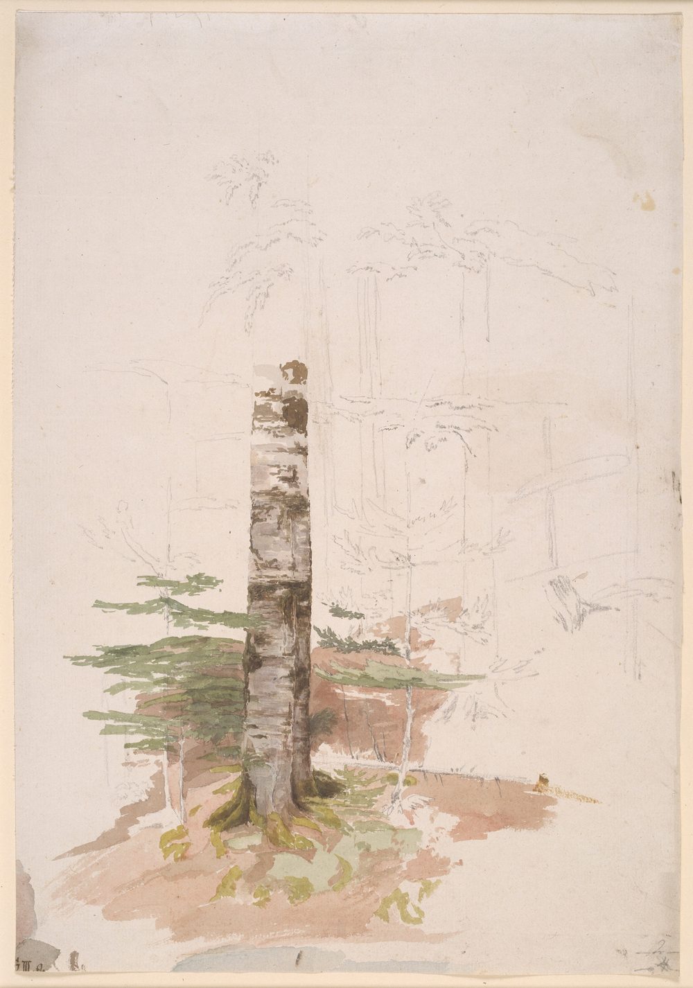 Study of a Conifer Forest Interior - Caspar David Friedrich (date unknown)