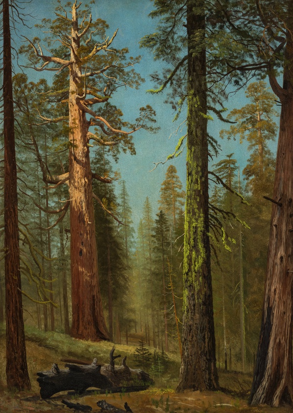 Grizzly Giant, Mariposa Grove - Carleton E. Watkins (1861)