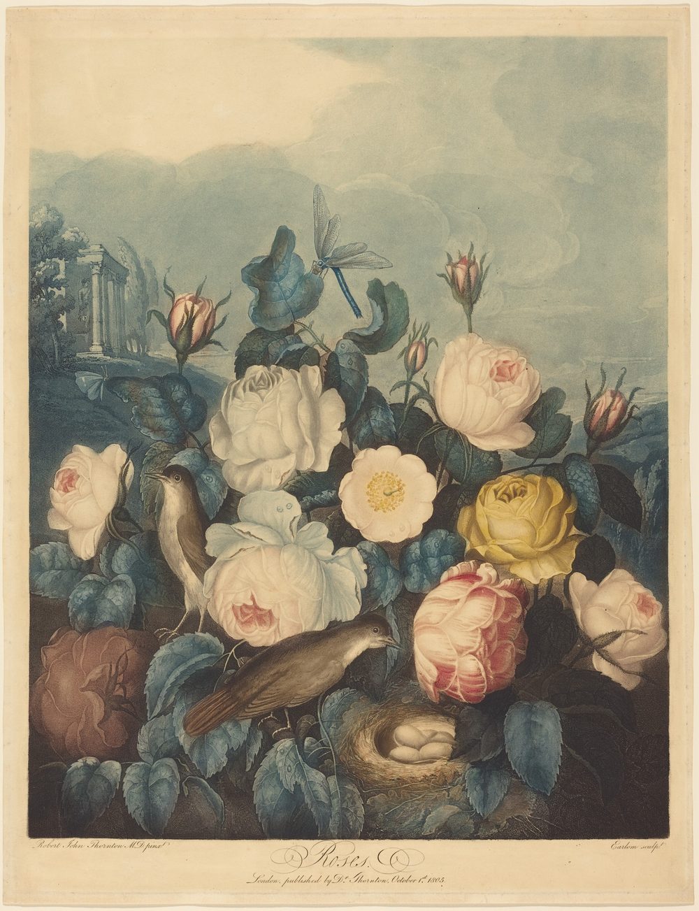 Roses - Richard Earlom after Dr. Robert John Thornton (1805)