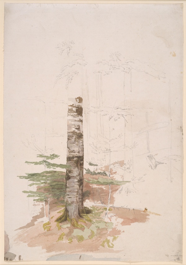 Study from the Interior of a Conifer Forest - Caspar David Friedrich (date unknown)