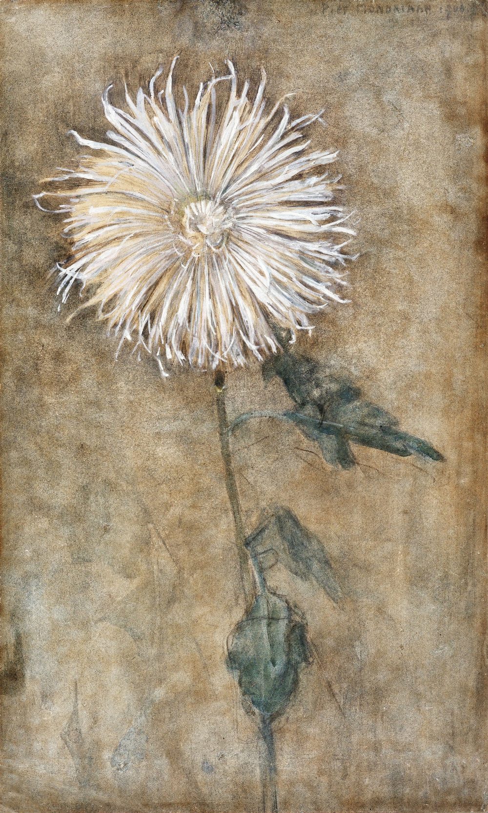 Chrysanthemum - Piet Mondrian (1900)